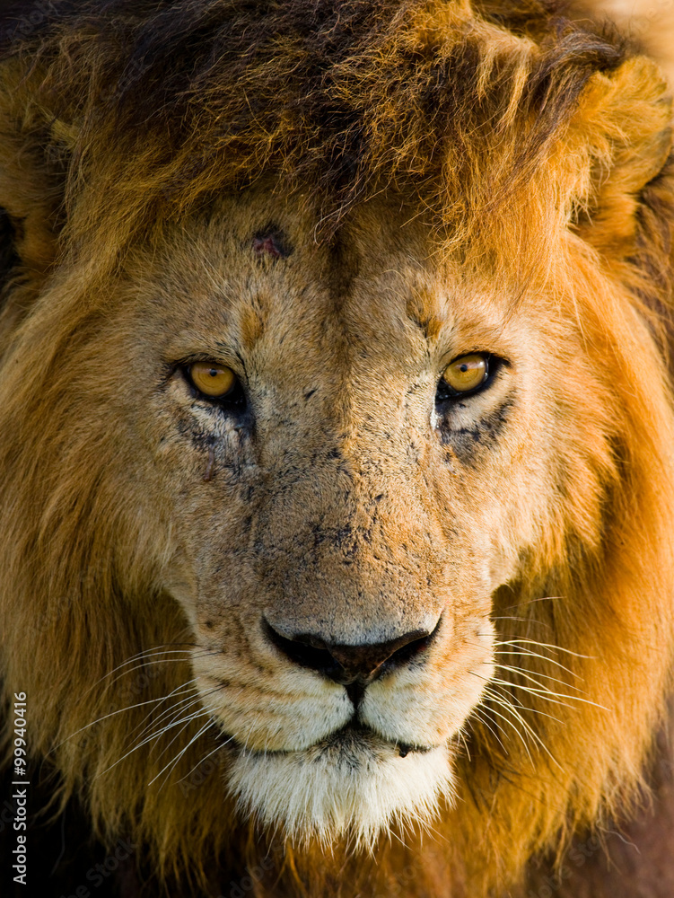 Obraz premium Portrait of a male lion. Kenya. Tanzania. Maasai Mara. Serengeti. An excellent illustration.