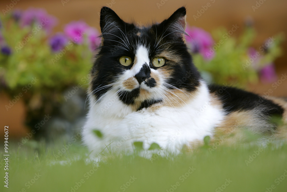 Cat Calico, female sitting in yard, portrait