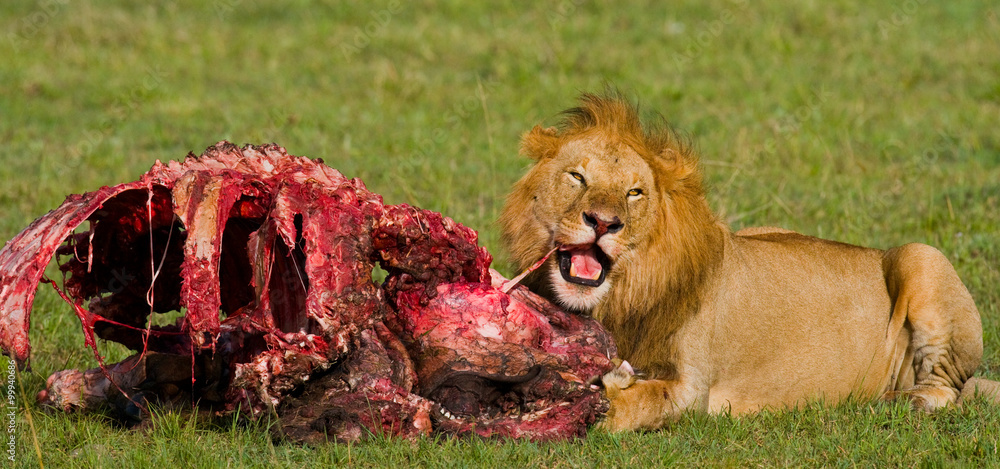 Naklejka premium Big male lion with gorgeous mane eating prey. National Park. Kenya. Tanzania. Maasai Mara. Serengeti. An excellent illustration.