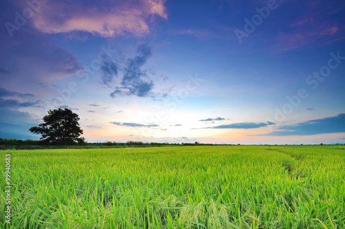 Soft focus of wide paddy field at sunset with blue sky at Perak