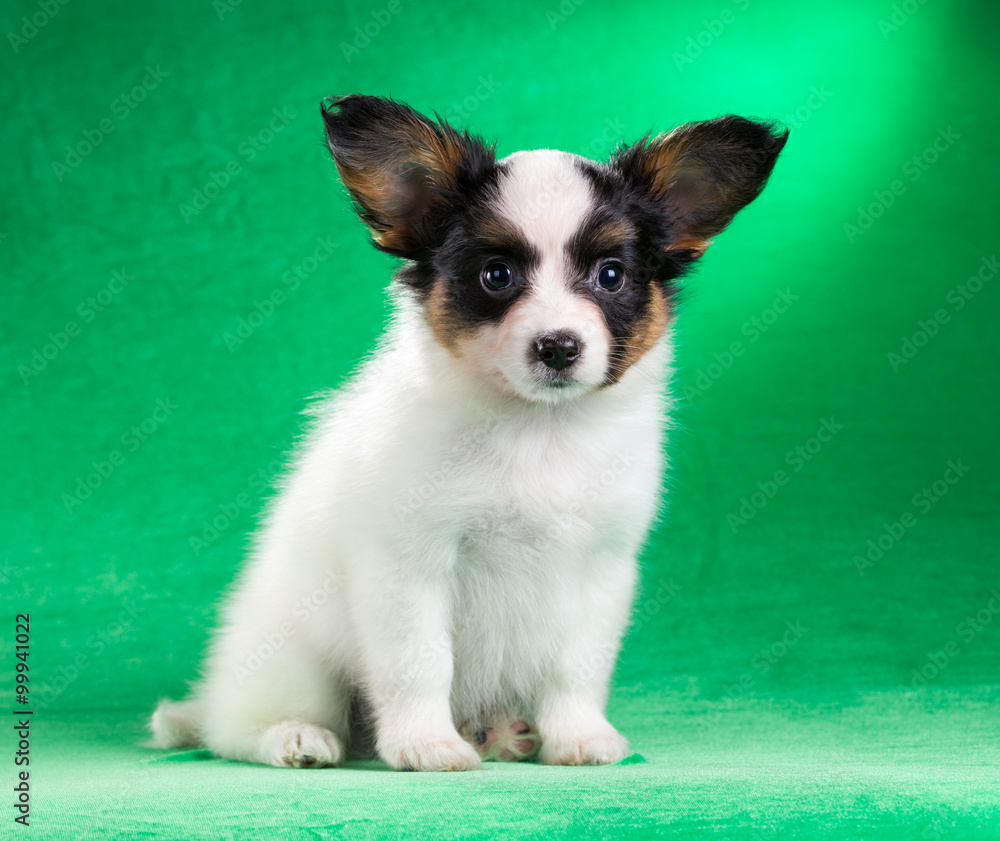 Seven-week puppy Papillon