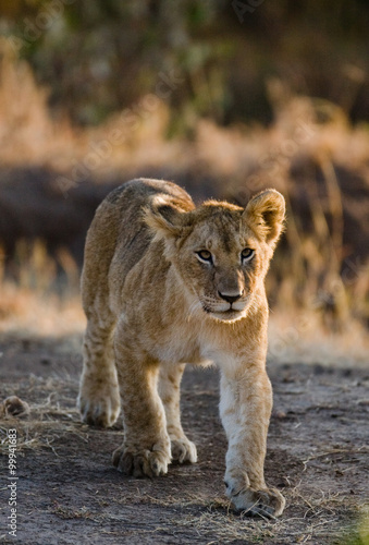 Young lion on a big rock. National Park. Kenya. Tanzania. Masai Mara. Serengeti. An excellent illustration.