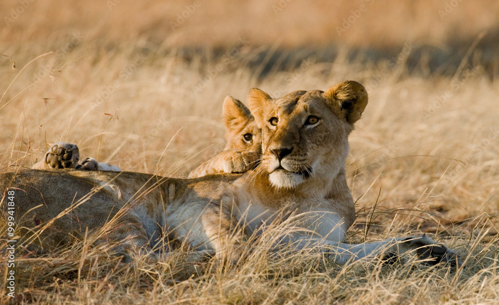 Lioness with cubs in the savannah. National Park. Kenya. Tanzania. Masai Mara. Serengeti. An excellent illustration. Lioness with cubs in the savannah. National Park. Kenya. Tanzania. Masai Mara. Serengeti. An excellent illustration.