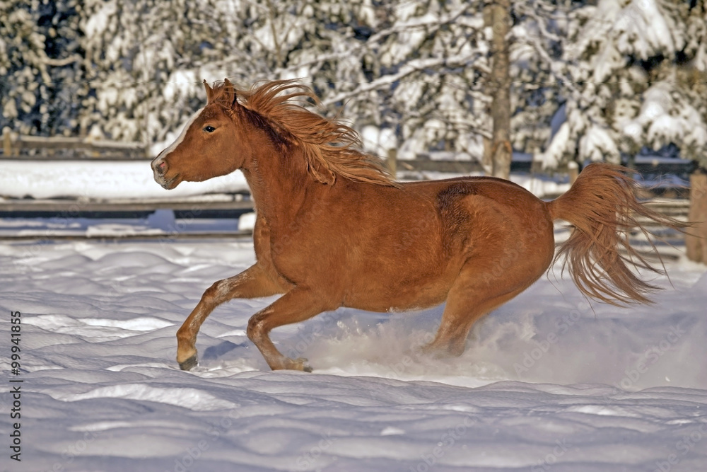 Chestnut Horse galloping in deep snow Chestnut Horse galloping in deep snow