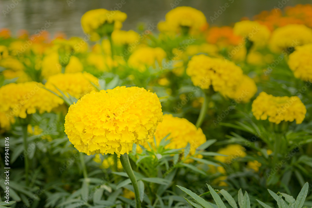 yellow marigold flower yellow marigold flower