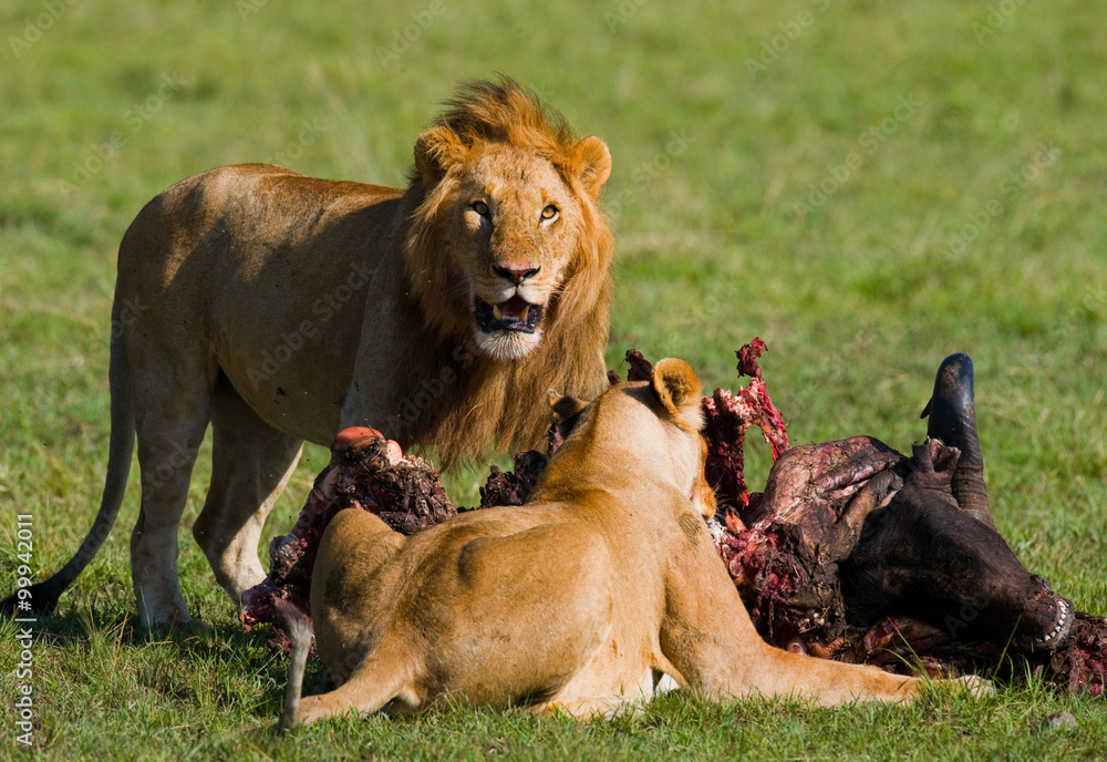 Fototapeta premium Lions eat killed antelope. National Park. Kenya. Tanzania. Masai Mara. Serengeti. An excellent illustration.