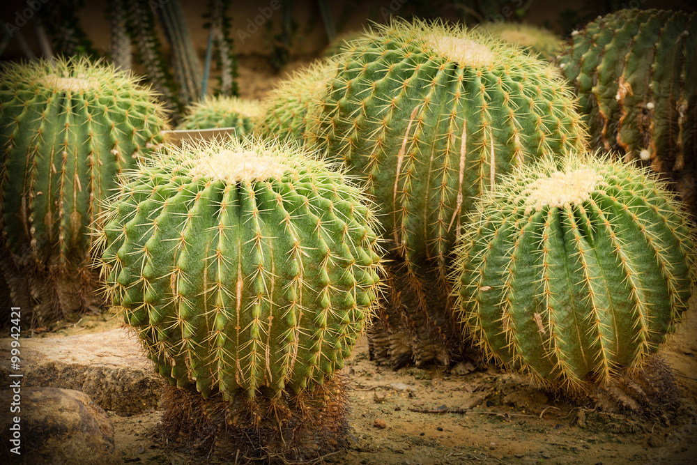 cactus close up cactus close up