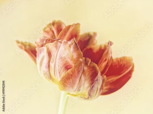 tulip close-up (125)