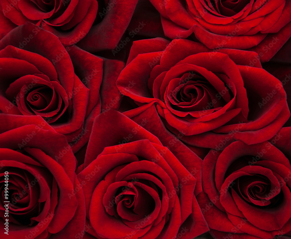 Red roses Red roses