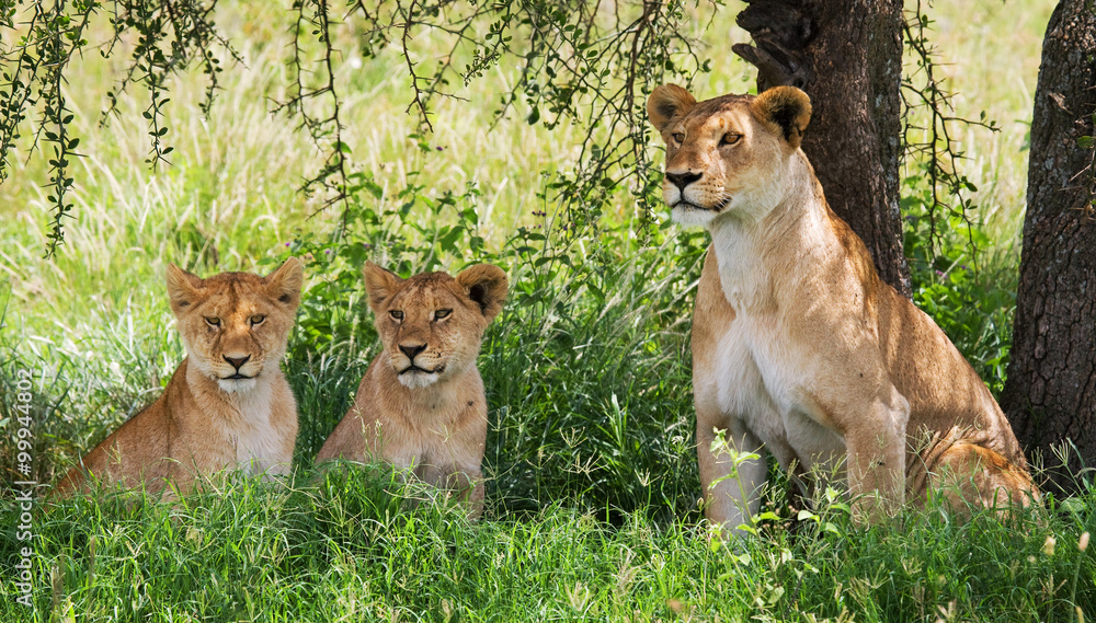 Fototapeta premium Lioness with cubs in the savannah. National Park. Kenya. Tanzania. Masai Mara. Serengeti. An excellent illustration.
