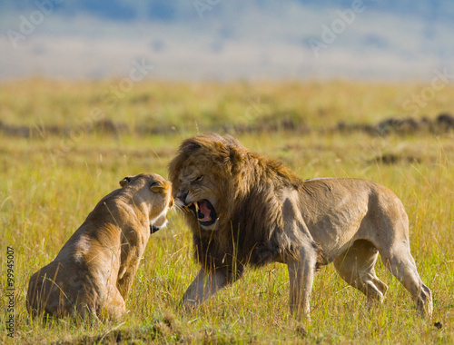 Meeting the lion and lioness in the savannah. National Park. Kenya. Tanzania. Masai Mara. Serengeti. An excellent illustration.