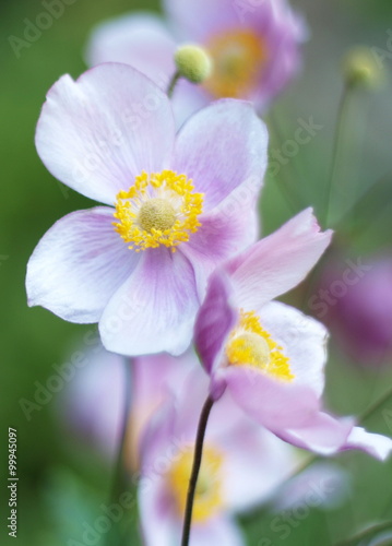 zarte rosa Blüten Anemone  hupehensis Nahaufnahme