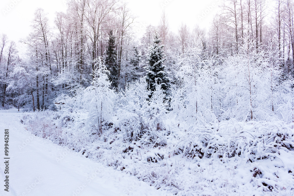 Fototapeta premium Winter in the forest