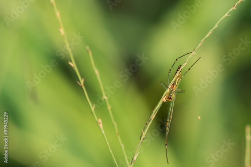 Green Spider on spider web with small leaves grass