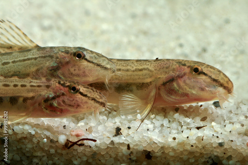 Schilderij op canvas Three European fresh water spined loach