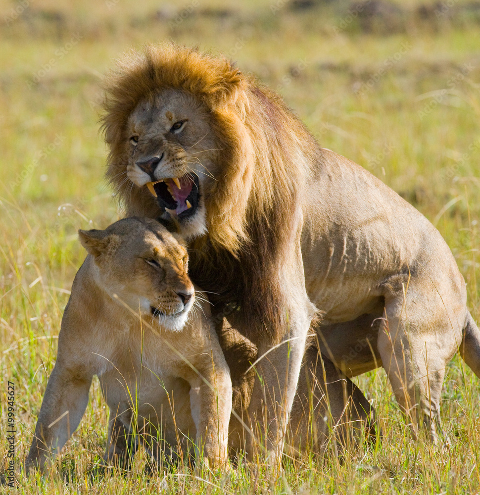 Meeting the lion and lioness in the savannah. National Park. Kenya. Tanzania. Masai Mara. Serengeti. An excellent illustration. Meeting the lion and lioness in the savannah. National Park. Kenya. Tanzania. Masai Mara. Serengeti. An excellent illustration.