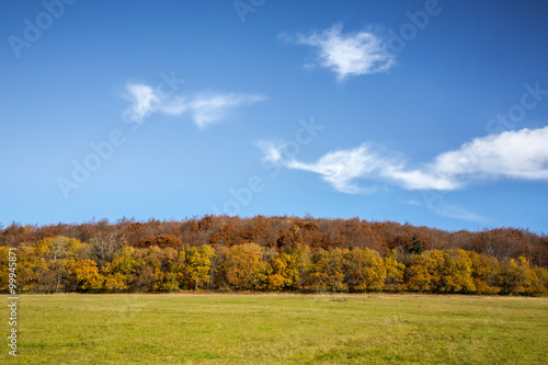 Autumnal Landscape with a meadow and a forest