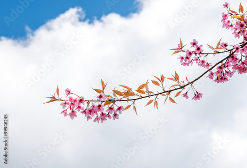Cherry blossom or Sakura flower with blue sky