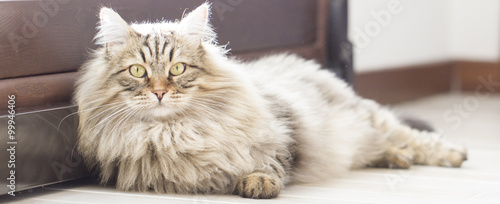Brown cat, long haired, siberian breed