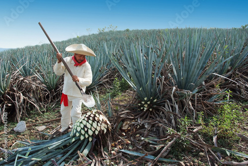 Jimador Man working in the tequila industry