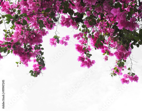 Fototapeta Naklejka Na Ścianę i Meble -  Pink Bougainvillea flower