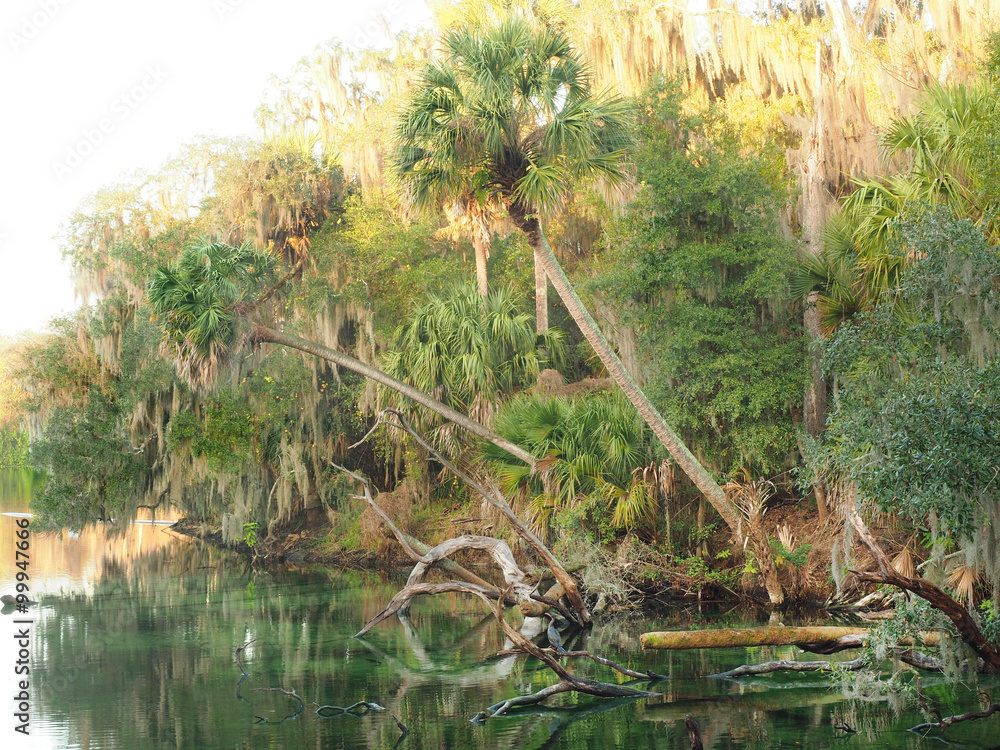 Sable Palms Hang Over the Spring as the Sun Rises Sable Palms Hang Over the Spring as the Sun Rises