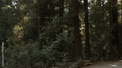 Wallpaper Mural Driving in redwood forest Torontodigital.ca