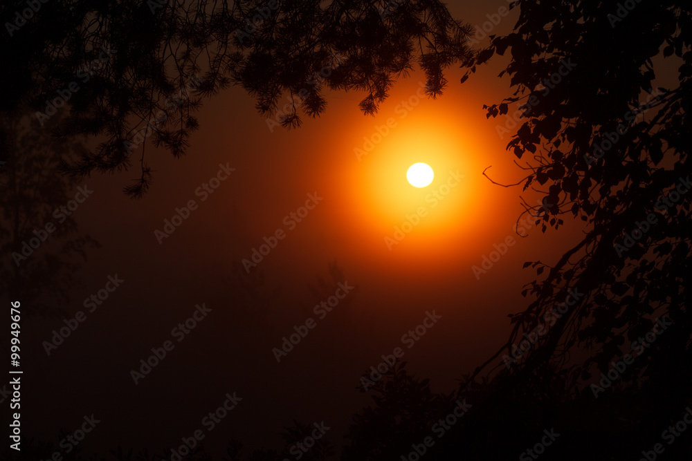 Beautiful sunset in the forest. The enchanting beauty of nature Beautiful sunset in the forest. The enchanting beauty of nature