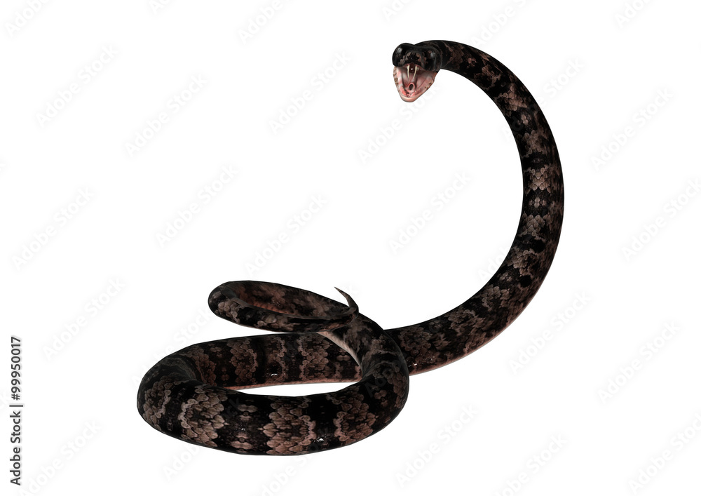 Naklejka premium Cottonmouth Snake on White