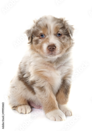 Fototapeta Naklejka Na Ścianę i Meble -  puppy australian shepherd