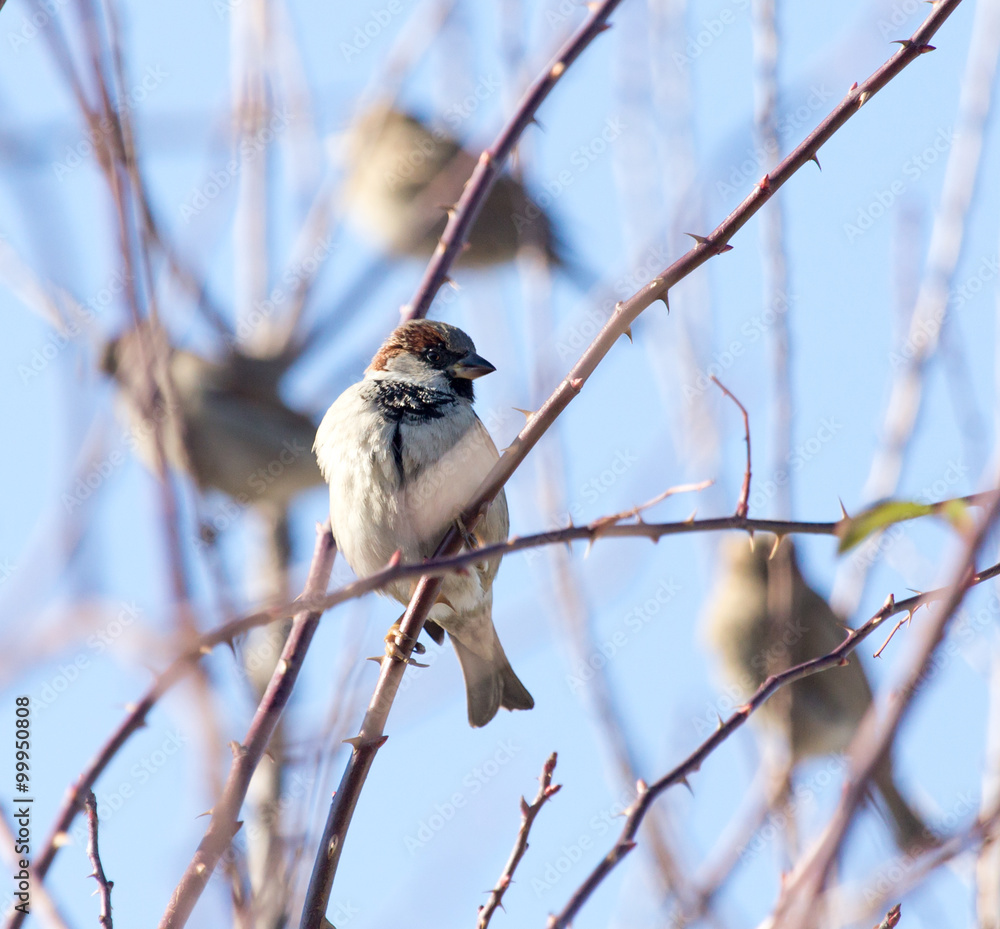 Sparrow on a tree against the blue sky Sparrow on a tree against the blue sky