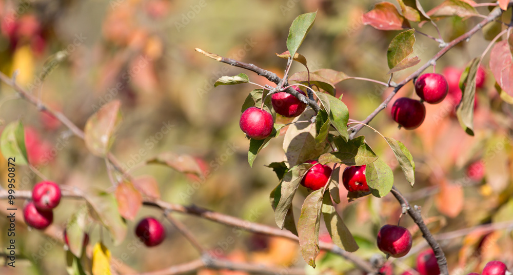 red apple on the tree in nature