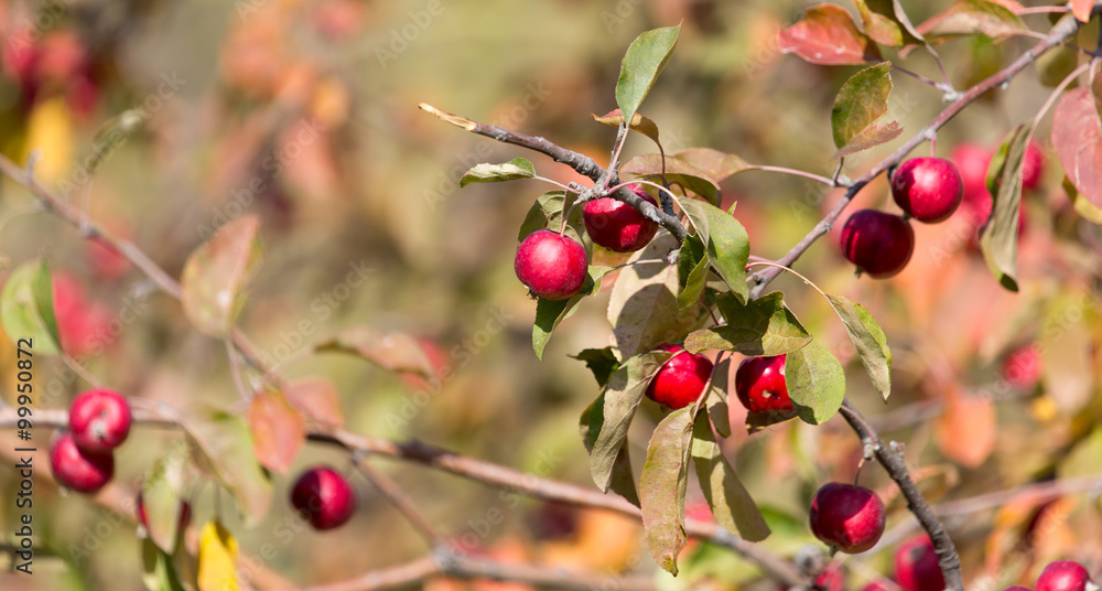 red apple on the tree in nature red apple on the tree in nature