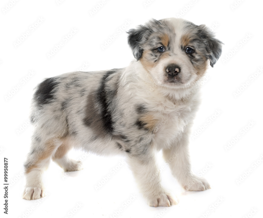 puppy australian shepherd puppy australian shepherd