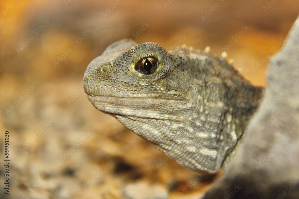 Fototapeta premium Tuatara,Sphenodon punctatus,rare living fossil, New Zealand