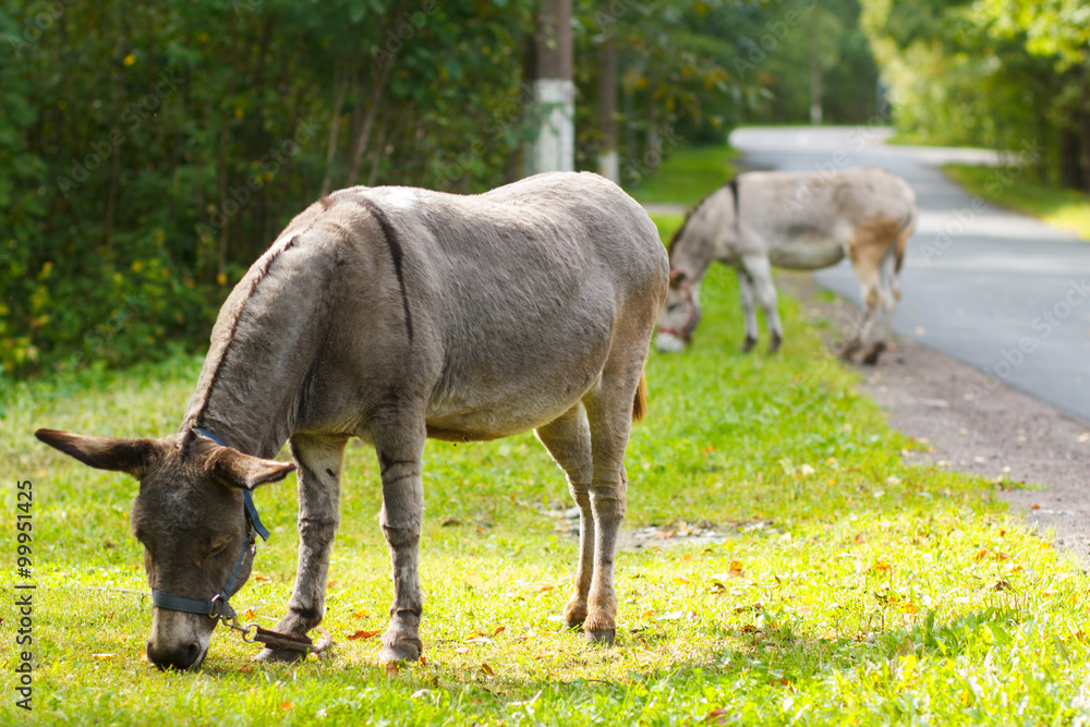 Young donkey eating green grass on a sunny day Young donkey eating green grass on a sunny day