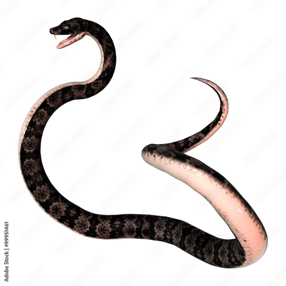 Fototapeta premium Cottonmouth Snake on White