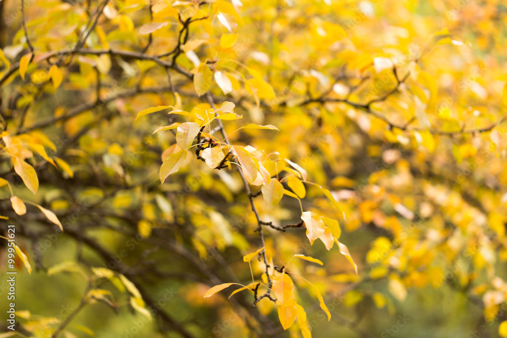 yellow leaves on the tree in autumn yellow leaves on the tree in autumn