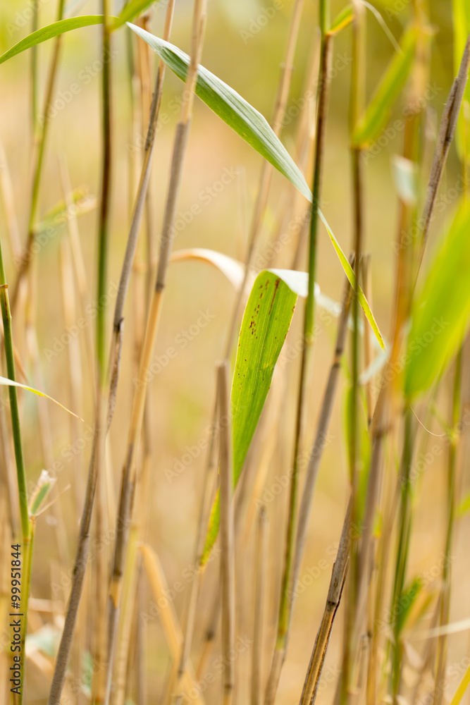 Obraz premium bulrush autumn nature as background
