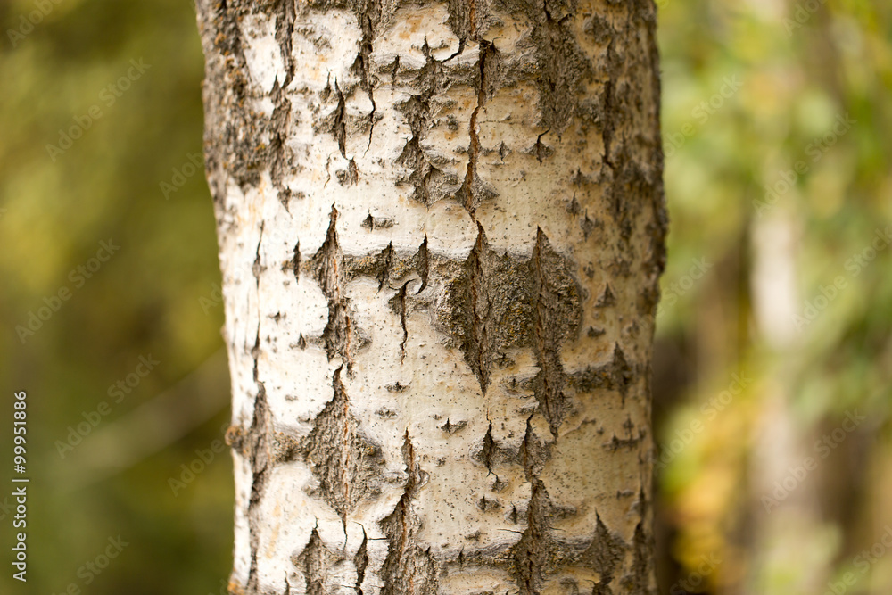 Obraz premium trunk of a tree in a park on the nature