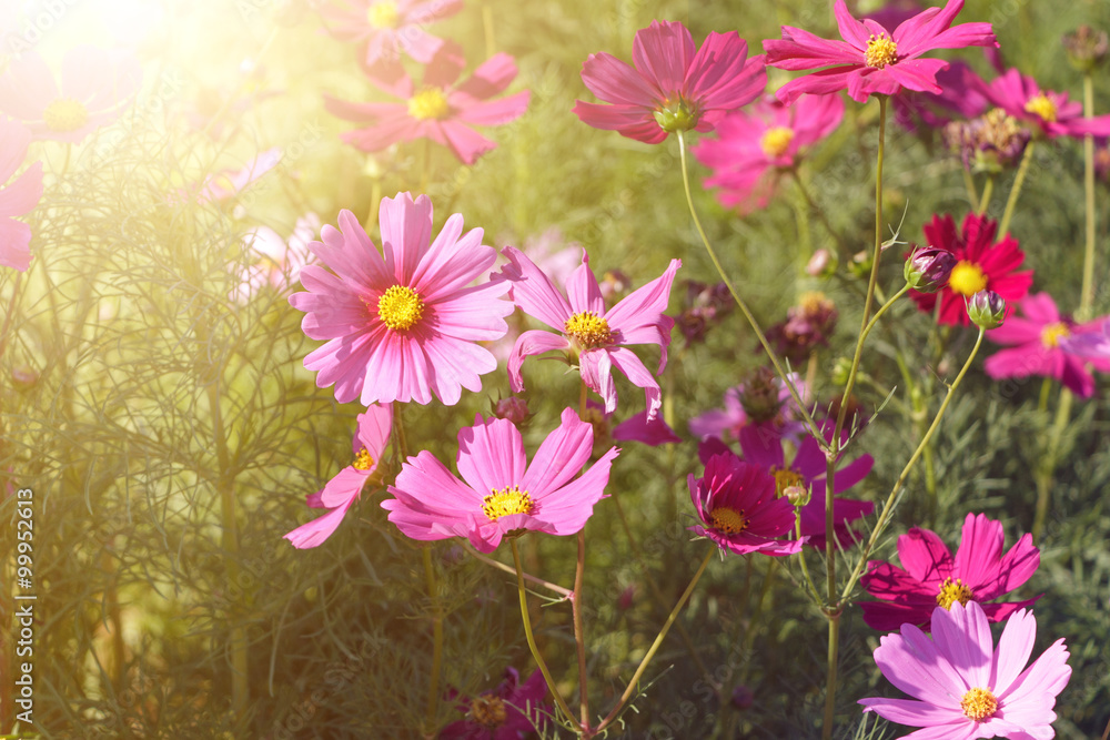 Pink flowers in the garden with sunlight