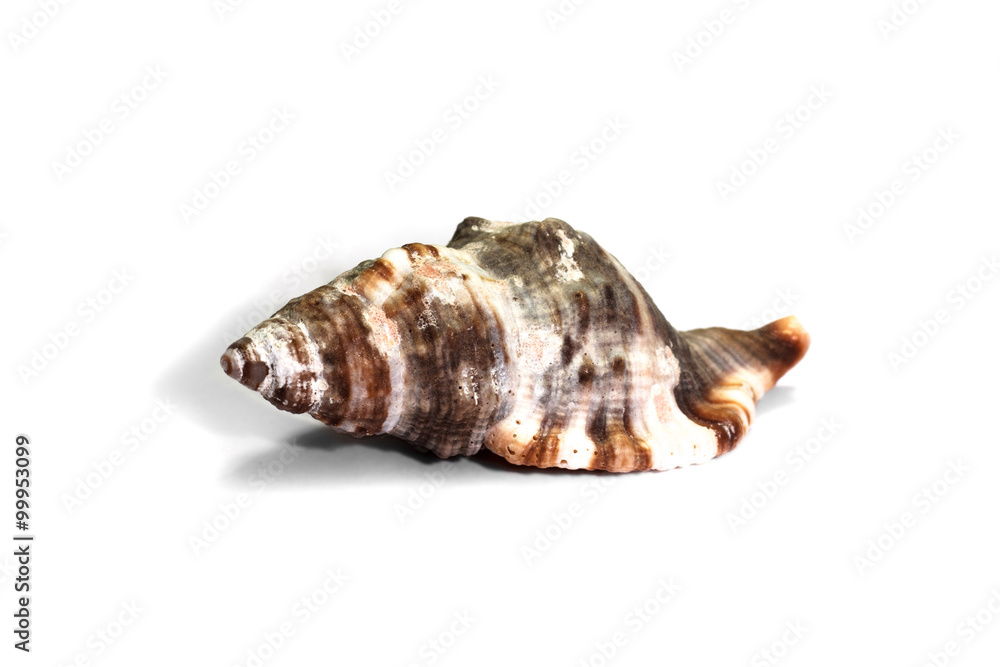 Sea shell isolated on white