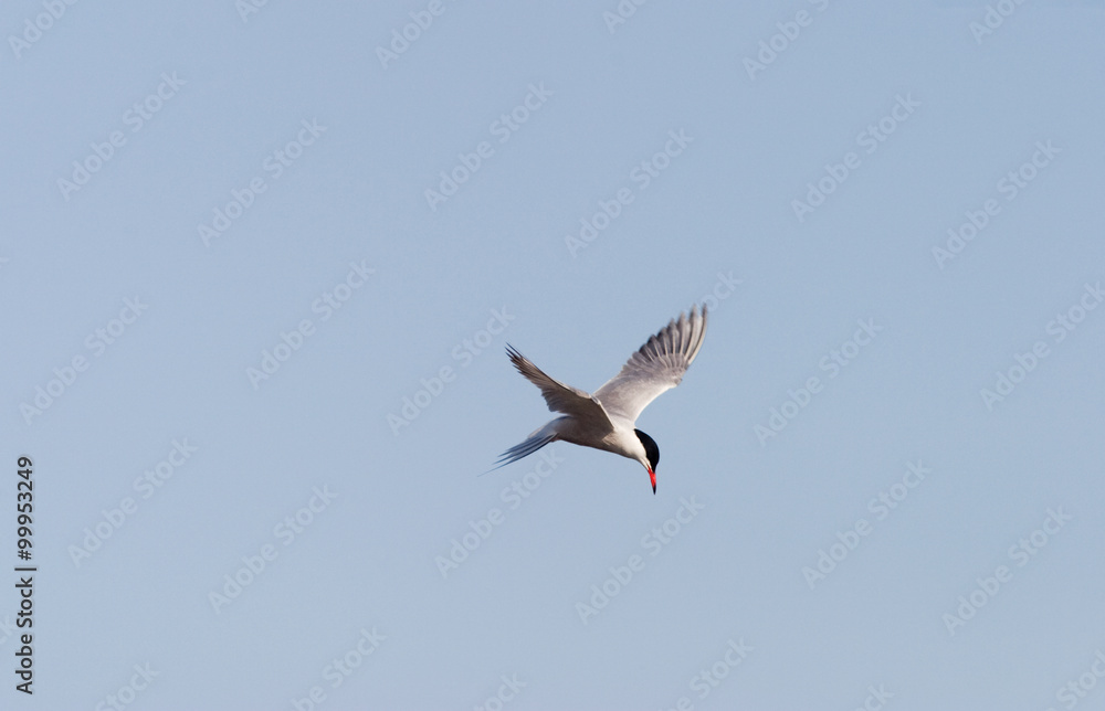Obraz premium Common tern
