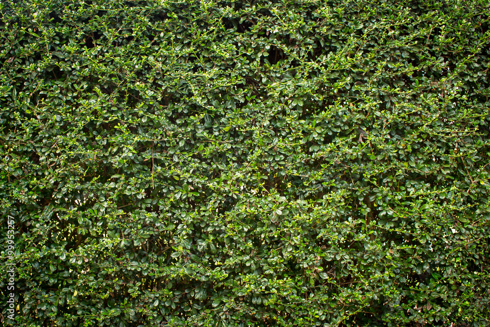 leaves abstract background leaves abstract background