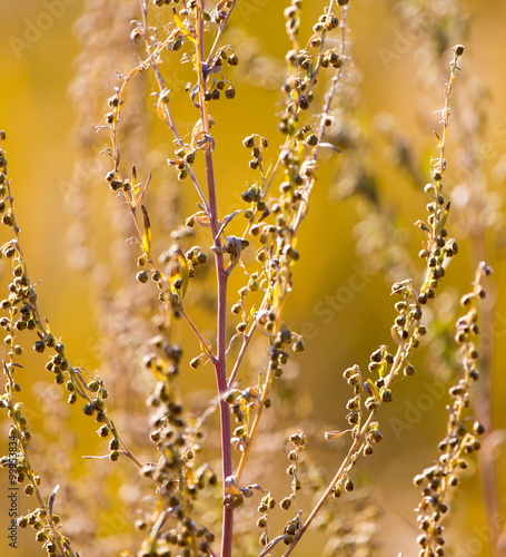 dry grass in the autumn on the nature