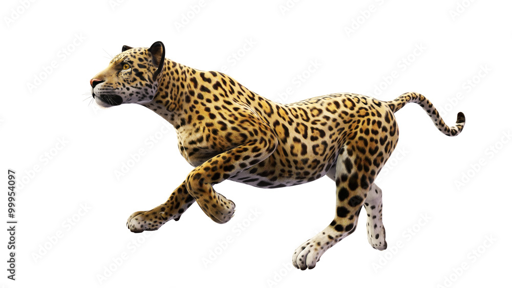 Jaguar running, wild cat isolated on white background Jaguar running, wild cat isolated on white background