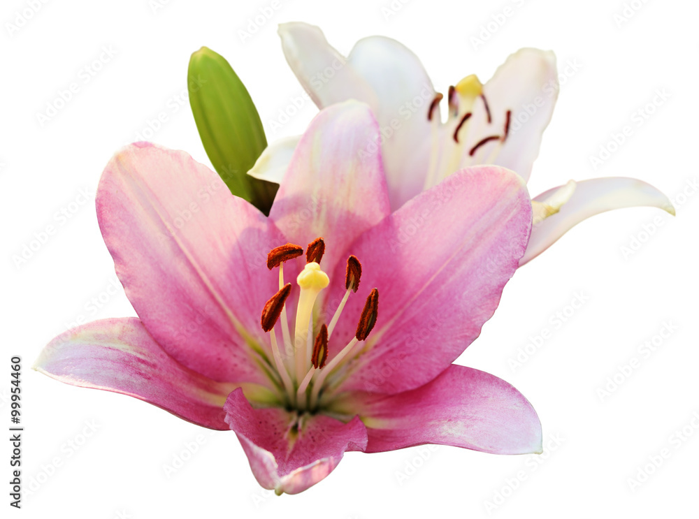 Fototapeta premium Pink and white lilies