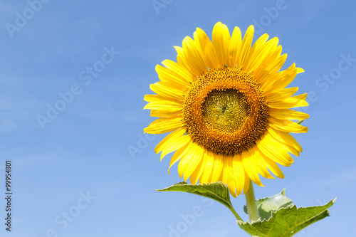 Closeup of sun flower against blue sky