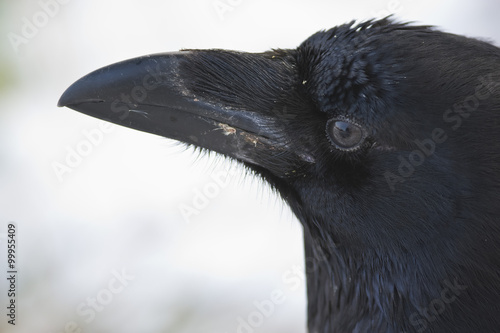 Common Raven portrait