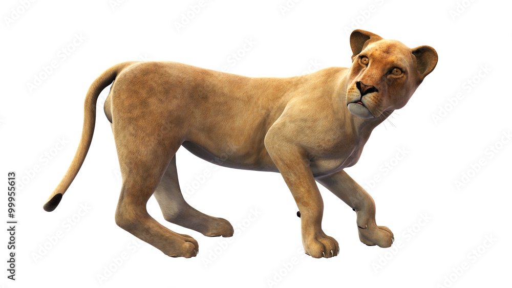 Obraz premium Young lion, wild cat isolated on white background